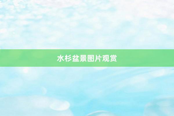 水杉盆景图片观赏